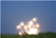 Firework